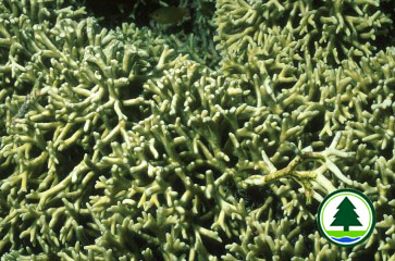 Millepora sp.