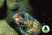 Undulated Moray Gymnothorax undulatus