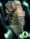 Spotted Seahorse Hippocampus kuda 