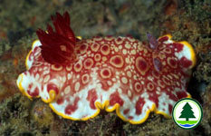 Chromodoris tinctoria