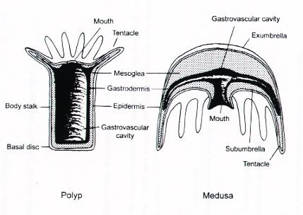 Cnidarians 