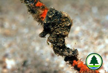 Juvenile of Spotted Seahorse Hippocampus kuda