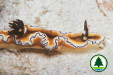 Glossodoris atromarginata 
