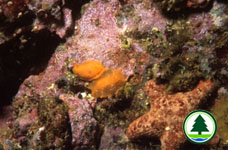 Doriopsilla sp. 