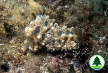 Dendrodoris denisoni 