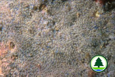 Sponge 2