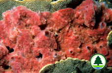 Sponge 3