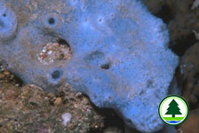 Sponge 5