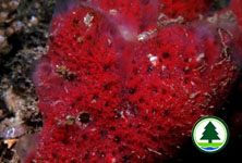 Sponge 1