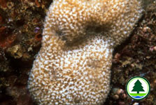 Sponge 6