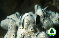 Sponge 9