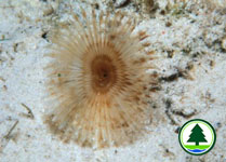 Tube Worm 3