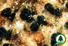 Phylum Chordata
