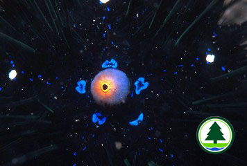 cloaca