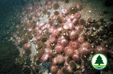 Sea Urchin 3