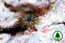 Sea Urchin 4