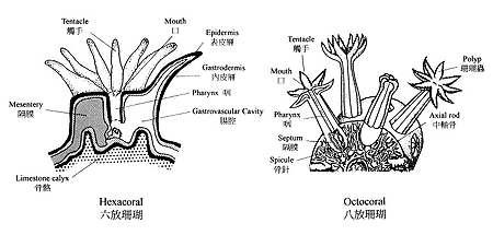 Gut Cavity