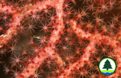 Gorgonian found at Port Island