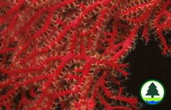 Gorgonian found at Port Island