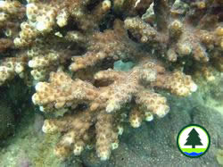 Coral