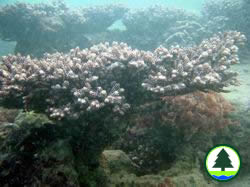Coral