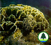 Hydrocoral