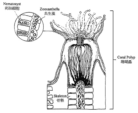Zooxanthellae