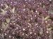Corals