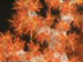 Corals