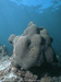 Corals