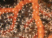 Corals
