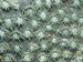 Corals