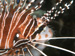 Corals