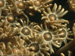 Corals
