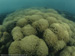 Corals
