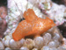 Corals