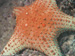 Corals
