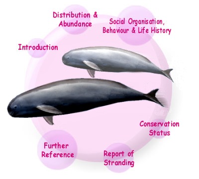 Finless Porpoise