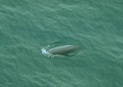 A finless porpoise