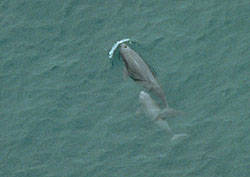 Finless Porpoise