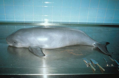 Photo: Decomposition of a Dead Porpoise