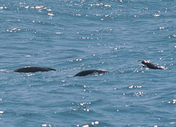 Finless porpoises seen in vessel survey