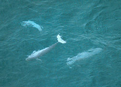 Finless porpoises seen in helicopter survey