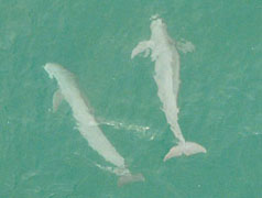 Finless Porpoise