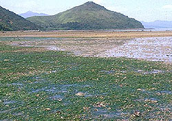 Intertidal Mudflat