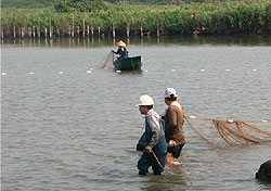 Fish farming in aquacultural ponds