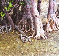 Prop roots of Kandelia obovata