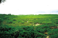 Ting Kok mangroves