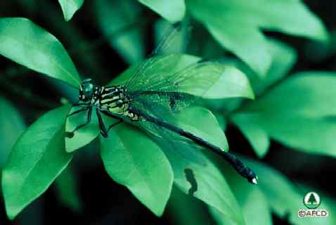 Leptogomphus hongkongensis