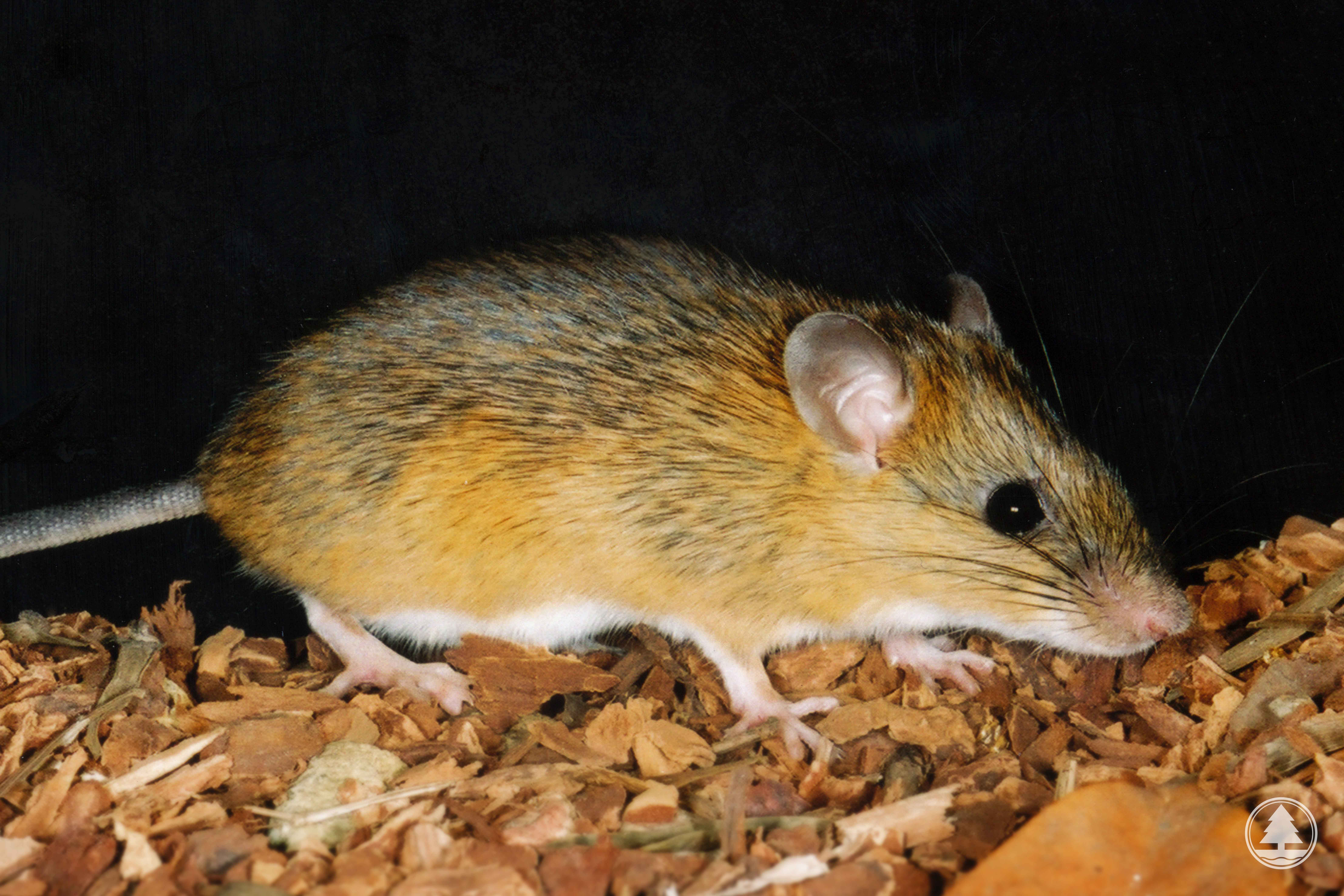 Chestnut Spiny Rat